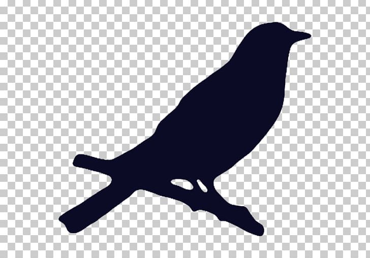 American Crow Bird Beak Koppel PNG, Clipart, 2016, American Crow, Beak, Bird, Black And White Free PNG Download