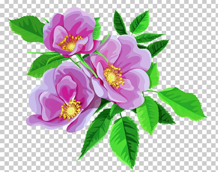Garden Roses Flower Bouquet PNG, Clipart, Cut Flowers, Flower, Flower Bouquet, Flowering Plant, Flowers Free PNG Download