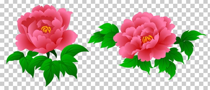 Peony Flower PNG, Clipart, Annual Plant, Cartoon, Chrysanthemum Chrysanthemum, Chrysanthemums, Dahlia Free PNG Download