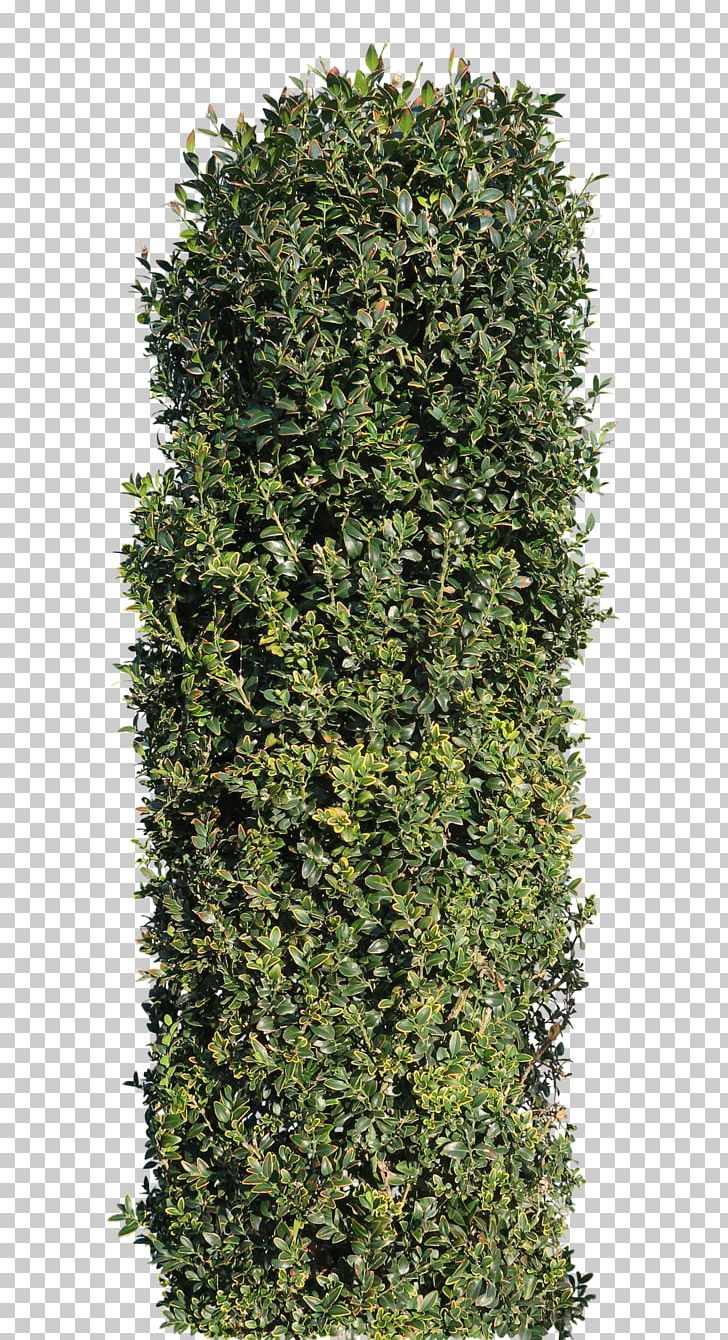 Hedge Hedera Hibernica Common Ivy Persian Ivy The Gardens Of Appeltern PNG, Clipart, Appeltern, Boxwood, Common Ivy, English Yew, Eurasian Wren Free PNG Download