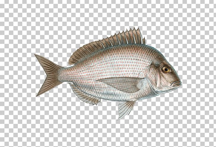 Northern Red Snapper Seafood Tilapia Cod Fish Products PNG, Clipart, Animal Source Foods, Barramundi, Cod, Elit, Fauna Free PNG Download