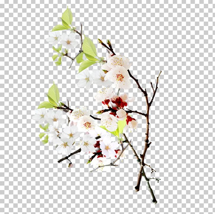 Petal Peach Computer File PNG, Clipart, Background, Blossom, Branch, Cherry Blossom, Cut Flowers Free PNG Download