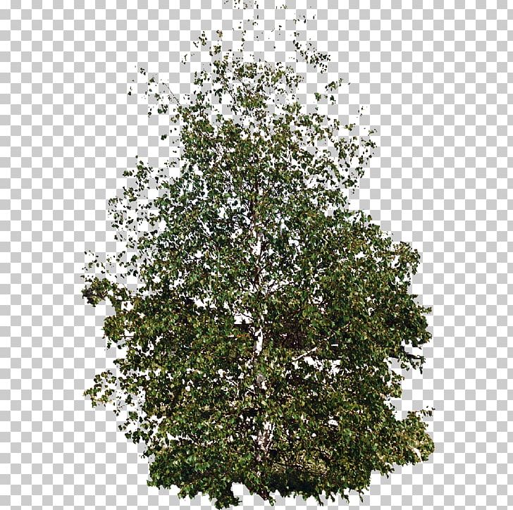 Shrub Evergreen Plane Trees Leaf PNG, Clipart, Branch, Branching, Evergreen, Flowering Plant, Leaf Free PNG Download