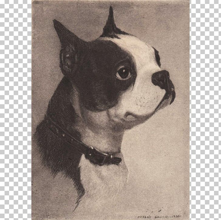 Boston Terrier Dog Breed Non-sporting Group Breed Group (dog) Drawing PNG, Clipart, Art Is, Boston, Boston Terrier, Breed, Breed Group Dog Free PNG Download