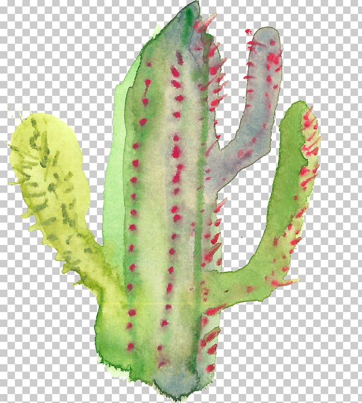 Cactaceae Succulent Plant PNG, Clipart, Auglis, Cactaceae, Cactus, Cactus Cartoon, Cactus Flower Free PNG Download