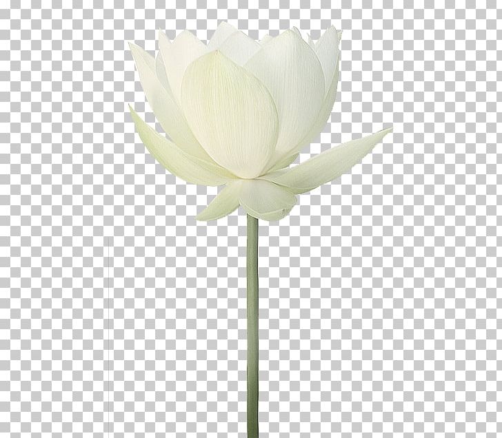 Flower PNG, Clipart, Aquatic Plant, Author, Color, Cut Flowers, Flower Free PNG Download