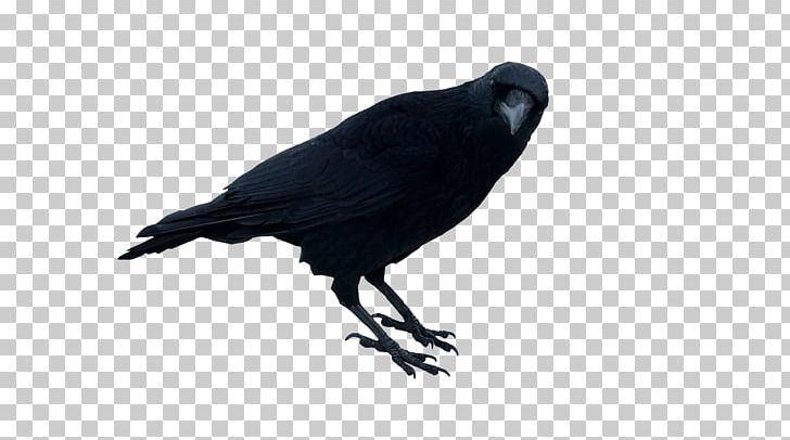 Portable Network Graphics Crow Rook Photograph PNG, Clipart, American Crow, Animals, Beak, Bird, Camera Free PNG Download