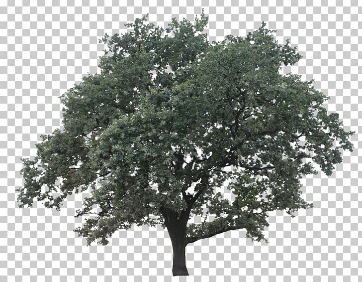 Tree Oak Maple PNG, Clipart, 3d Computer Graphics, 3d Modeling, Birch, Branch, Download Free PNG Download