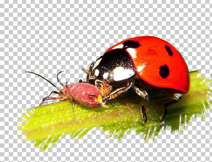 Ladybird Leaf Beetles Pest Aphid PNG, Clipart, Animal, Animals, Aphid, Arthropod, Beetle Free PNG Download