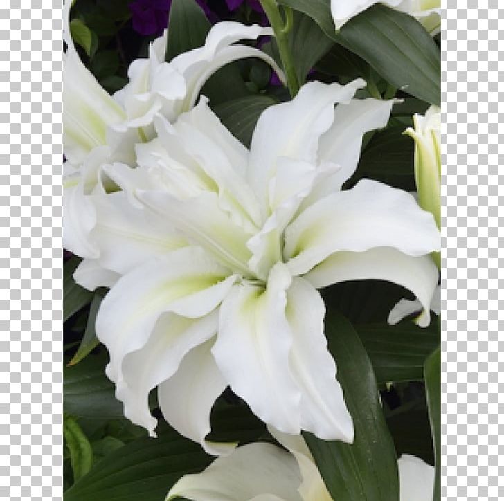 Lilium Bulb Flower Internet Herbaceous Plant PNG, Clipart, Bulb, Collection, Flower, Flowering Plant, Garden Free PNG Download