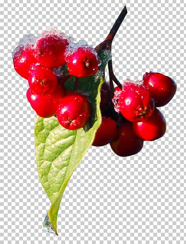 Machine Embroidery Christmas Plants Poinsettia PNG, Clipart, Acerola Family, Berry, Cherry, Christmas, Christmas Plants Free PNG Download