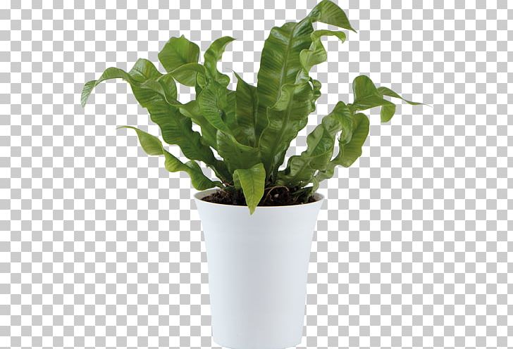 Ornamental Plant Flowerpot Leaf Houseplant PNG, Clipart,  Free PNG Download