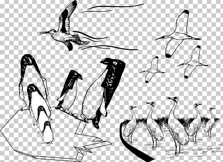 Bird Penguin Common Ostrich Drawing PNG, Clipart, Arm, Artwork, Beak, Bird, Black And White Free PNG Download