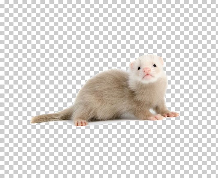Ferret Mink Champagne Pet Shop Rodent PNG, Clipart, Animal, Animals, Cage, Canine Distemper, Carnivoran Free PNG Download