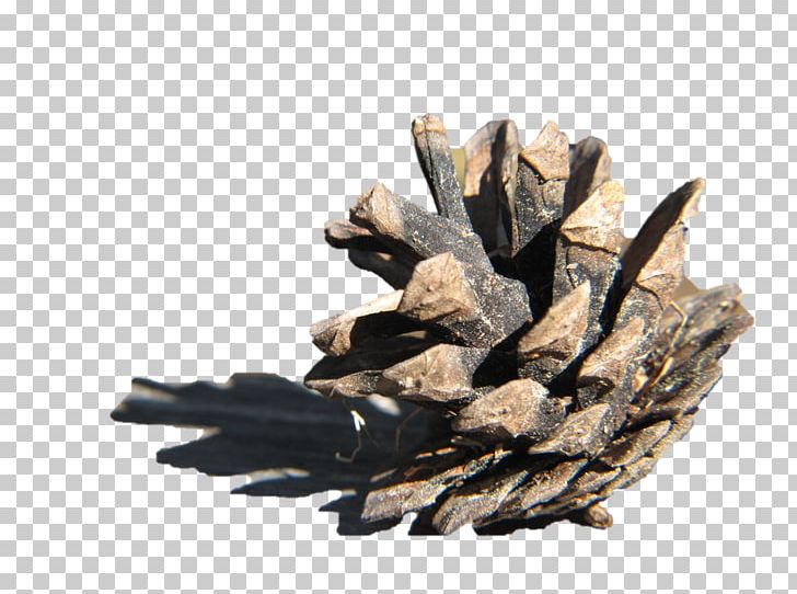 Wood Pine /m/083vt Pinaceae PNG, Clipart, M083vt, Nature, Pinaceae, Pine, Pine Family Free PNG Download