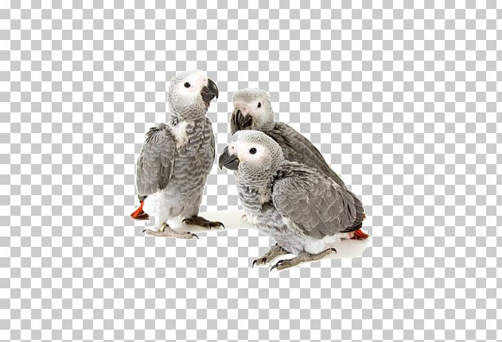 African Greys Grey Parrot Cockatiel Infant Drawing PNG, Clipart, African Grey, Beak, Bird, Cockatiel, Drawing Free PNG Download