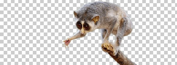 Slow Loris Giving Paw PNG, Clipart, Animals, Slow Loris Free PNG Download