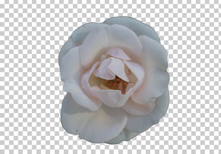 Centifolia Roses Flower Garden Roses White PNG, Clipart, Centifolia Roses, Cut Flowers, Floribunda, Flower, Flower Garden Free PNG Download