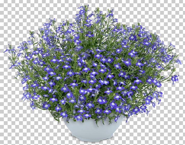 English Lavender Lobelias Flower Blue Mount Kenya PNG, Clipart, Blue, Bluebonnet, Borage Family, Cobalt Blue, Delphinium Free PNG Download