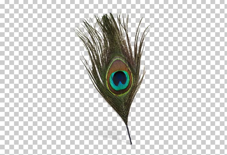 Feather Bird Peafowl PNG, Clipart, Animal, Animals, Asiatic Peafowl, Bird, Computer Icons Free PNG Download