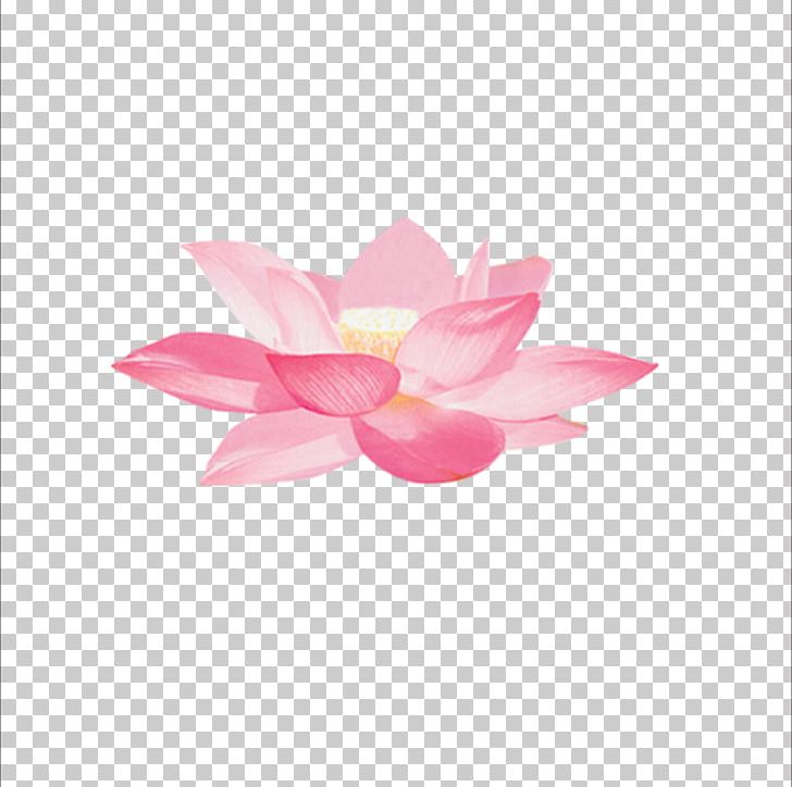 Nelumbo Nucifera Jiangxia District Aquatic Plant PNG, Clipart, Aquatic Plant, Download, Flower, Flowering Plant, Flowers Free PNG Download