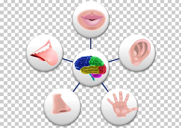 Sense Perception Sensory Nervous System Sara Valentine Holistic Health PNG, Clipart, 5 Senses, Clip Art, Holistic Health, Homo Sapiens, Human Body Free PNG Download