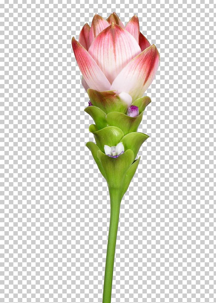 Siam Tulip Petal Turmeric Northern Thailand PNG, Clipart, Aan, Bud, Curcuma, Cut Flowers, Flower Free PNG Download
