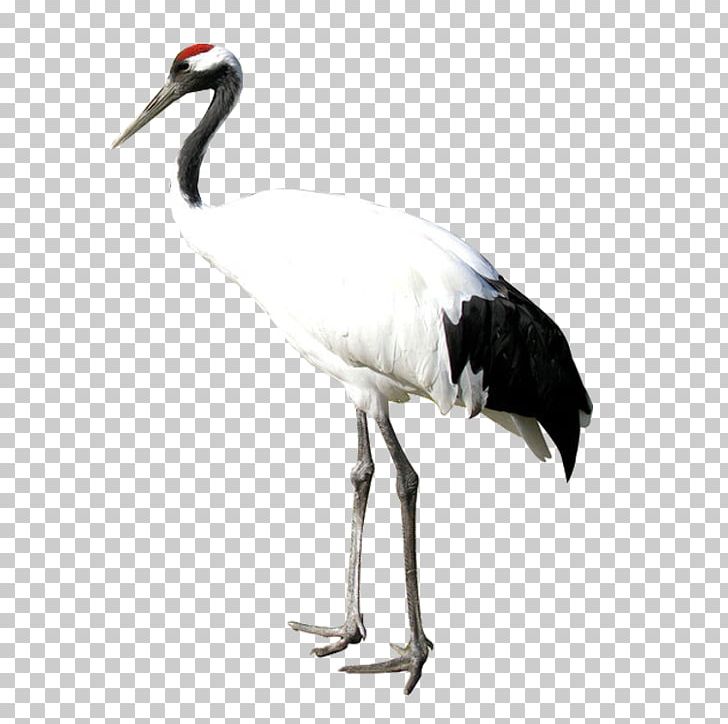 White Stork Red-crowned Crane Bird Heron PNG, Clipart, Beak, Bird, Chromiumii Chloride, Ciconiiformes, Crane Free PNG Download