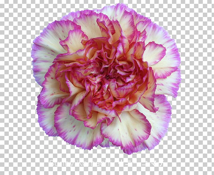 Carnation Cut Flowers Purple Flower Bouquet PNG, Clipart, Carnation, Cut Flowers, Dianthus, Floristry, Flower Free PNG Download