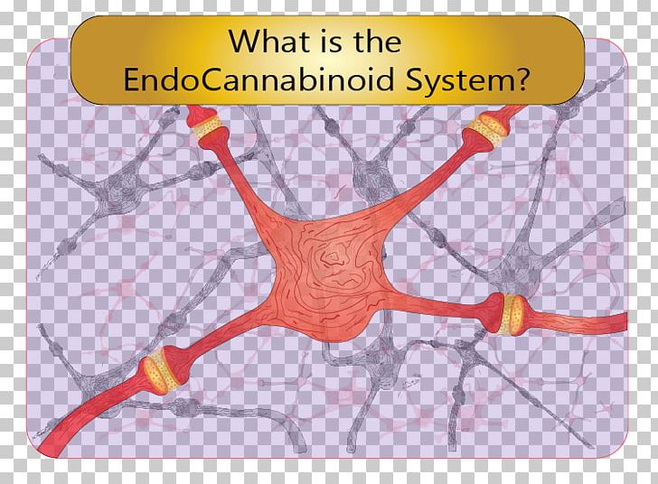 Endocannabinoid System Cannabinoid Receptor Human Body PNG, Clipart, Angle, Betaendorphin, Cannabinoid, Cannabinoid Receptor, Chronic Stress Free PNG Download