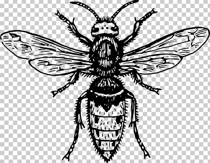 Hornet Characteristics Of Common Wasps And Bees Tattoo PNG, Clipart, Arthropod, Artwork, Fictional Character, Honey Bee, Insects Free PNG Download