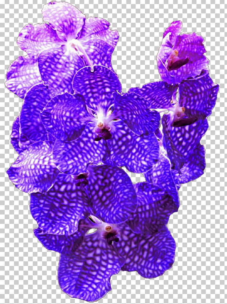 Lavender Lilac Violet Purple Cobalt Blue PNG, Clipart