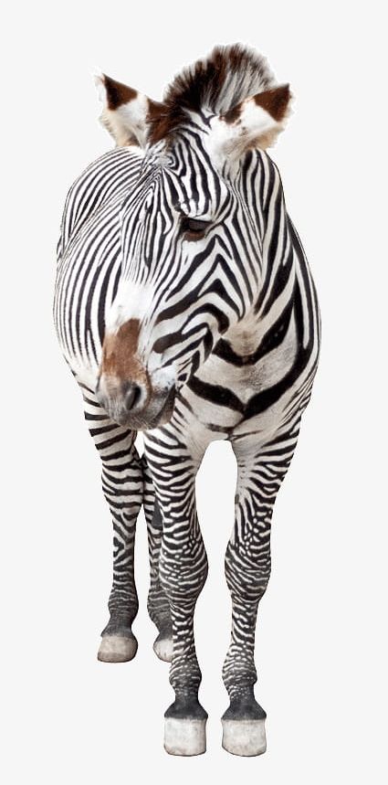 Zebra PNG, Clipart, Africa, Ani, Animal, Animals In The Wild, Biological Free PNG Download