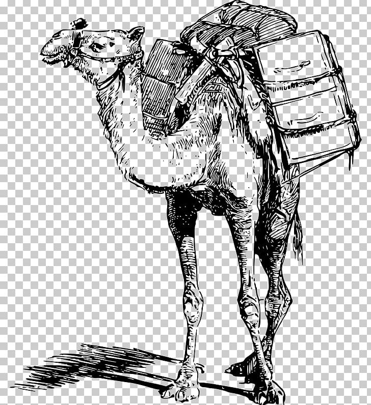 Bactrian Camel Dromedary Llama Pack Animal PNG, Clipart, Arabian Camel, Art, Black And White, Camel, Camel Face Free PNG Download