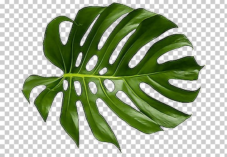 Computer Software Leaf Multimedia Fusion PNG, Clipart, Computer Software, Leaf, Miscellaneous, Multimedia, Multimedia Fusion Free PNG Download