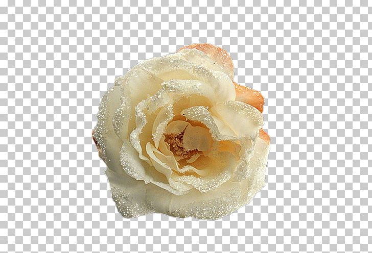 Garden Roses Wedding Ceremony Supply Cut Flowers Petal PNG, Clipart, Ceremony, Cream, Cut Flowers, Flower, Flowers Free PNG Download