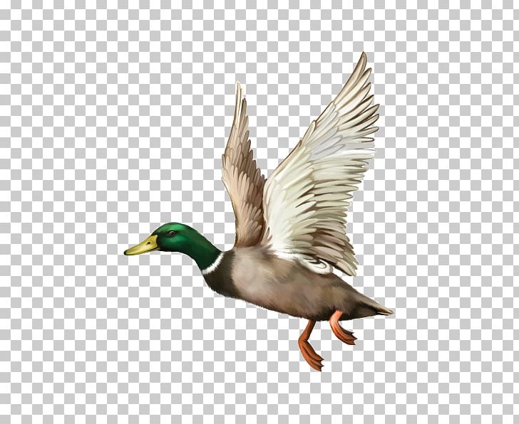 Mallard Duck Bald Eagle Stock Photography PNG, Clipart, Animals, Bald Eagle, Beak, Bird, Canard Free PNG Download