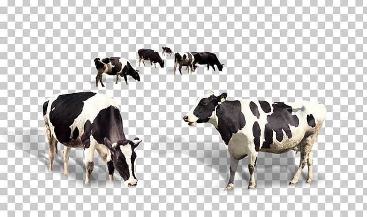 Taurus Cattle Dairy Cattle Milk PNG, Clipart, 54 Cards, Android, Animal, Animals, Black Free PNG Download