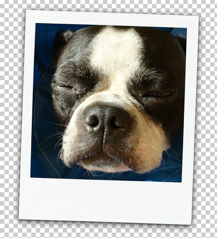 Boston Terrier Puppy Dog Breed Bull Terrier PNG, Clipart, Animal Rescue Group, Animals, Boston Terrier, Breed, Breed Group Dog Free PNG Download