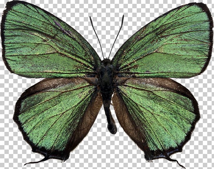 Butterfly Stock Photography Green Desktop PNG, Clipart, Bluegreen, Bombycidae, Brush Footed Butterfly, Butterfly, Colias Free PNG Download