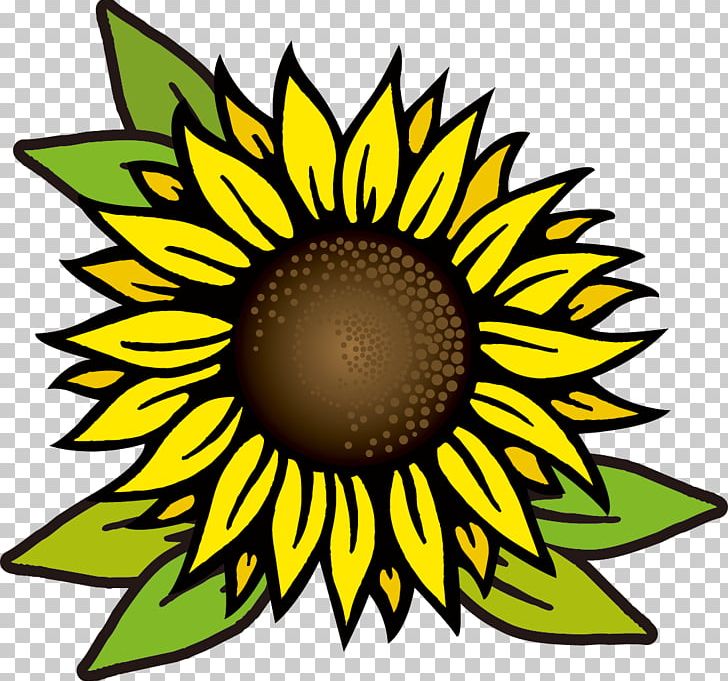 Common Sunflower Drawing PNG, Clipart, Art, Artwork, Black And White, Circle, Common Sunflower Free PNG Download