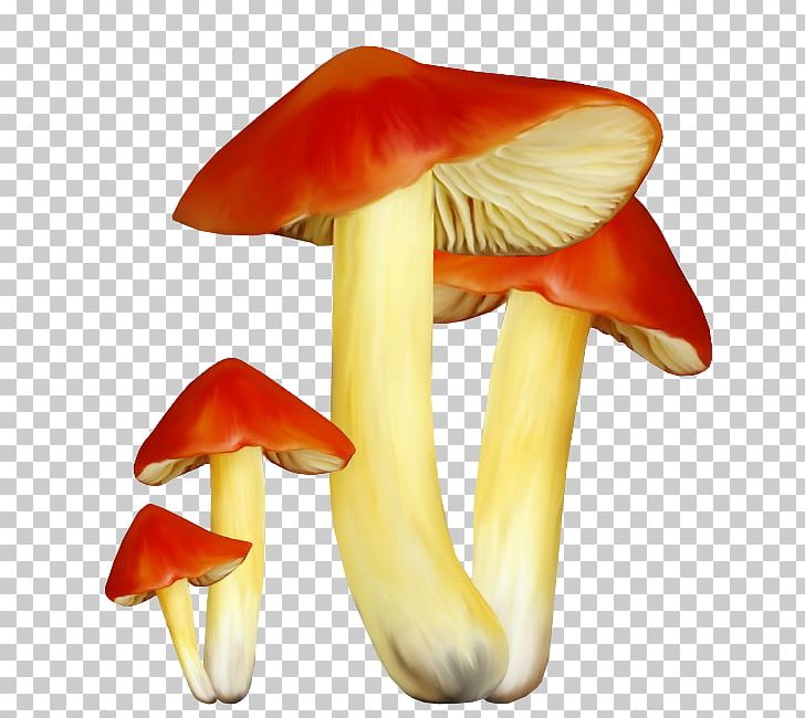 Fungus Mushroom PNG, Clipart, Chart, Common Mushroom, Computer Graphics, Download, Edible Mushroom Free PNG Download