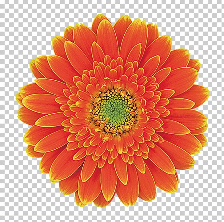 Transvaal Daisy Cut Flowers Floristry Floral Design PNG, Clipart, Cut Flowers, Daisy, Floral Design, Floristry, Transvaal Free PNG Download