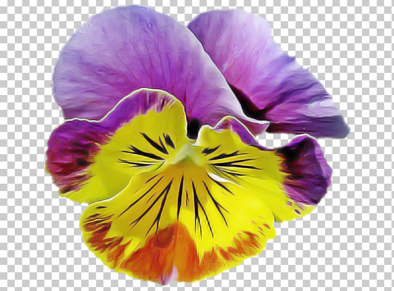Flower Petal Wild Pansy Pansy Violet PNG, Clipart, Flower, Pansy, Petal, Plant, Purple Free PNG Download
