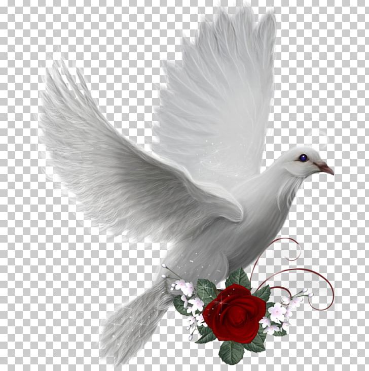 Columbidae Domestic Pigeon Bird PNG, Clipart, Animals, Beak, Bird, Columbidae, Desktop Wallpaper Free PNG Download