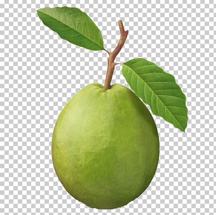 Common Guava Tropical Fruit Fruit Tree PNG, Clipart, Apple, Citrus, Common Guava, Feijoa, Food Free PNG Download