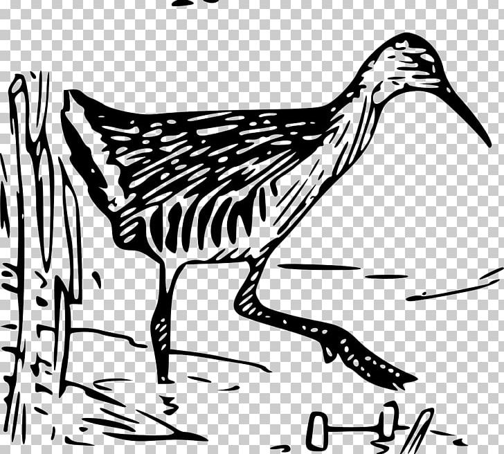 King Rail Bird PNG, Clipart, Animals, Artwork, Beak, Bird, Black And White Free PNG Download