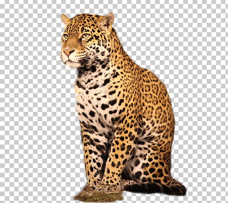 Leopard GIMP Adobe Photoshop Plug-in Nik Software PNG, Clipart, Animals, Big Cats, Carnivoran, Cat Like Mammal, Cheetah Free PNG Download