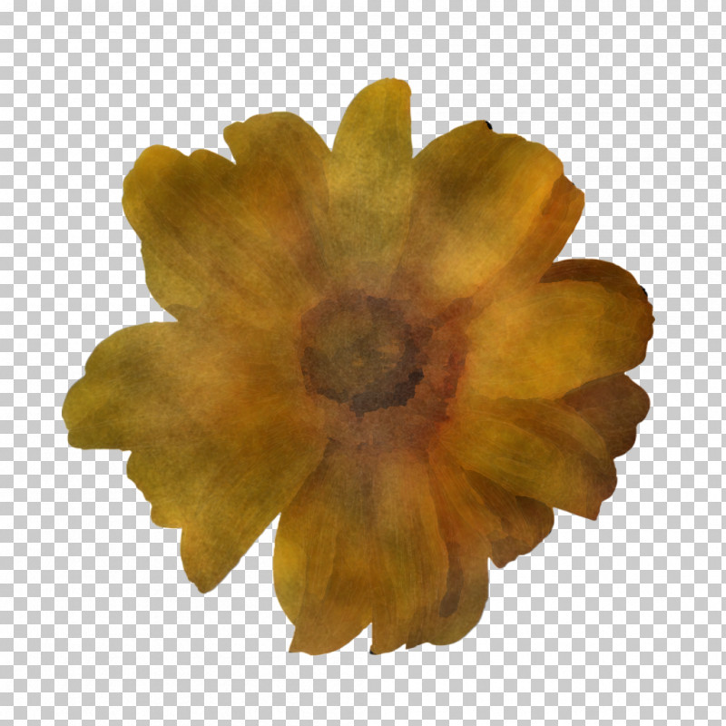 Flower Petal Chrysanthemum Yellow Pot Marigold PNG, Clipart, Annual Plant, Chrysanthemum, Drawing, Flower, Marigolds Free PNG Download