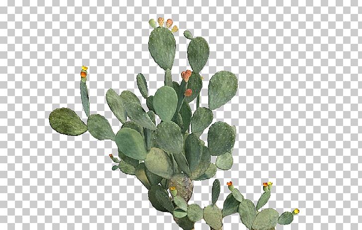 Barbary Fig Eastern Prickly Pear Cactaceae Beavertail Cactus Plant PNG ...